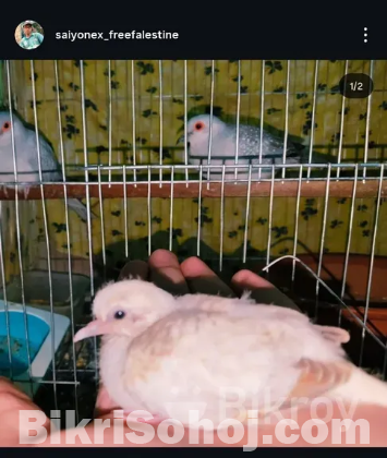 Diamond dove Jora(pair)